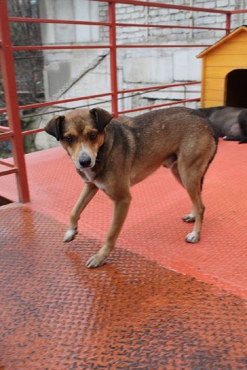 მეტისი ღრუტუნა