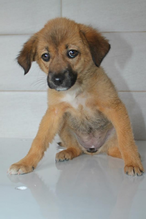 მეტისი უსახელო