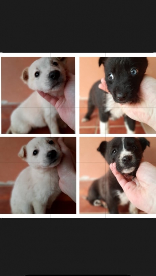 მეტისი ნაპოვნია კუსტბაზე