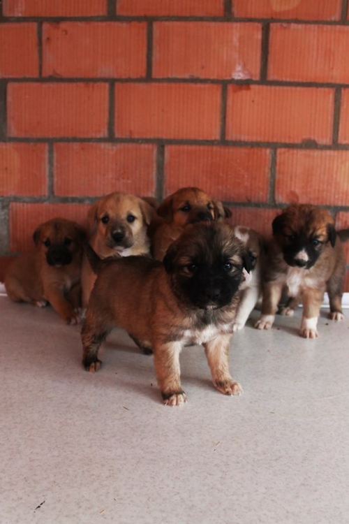 ქართული ქოფაკი უსახელო