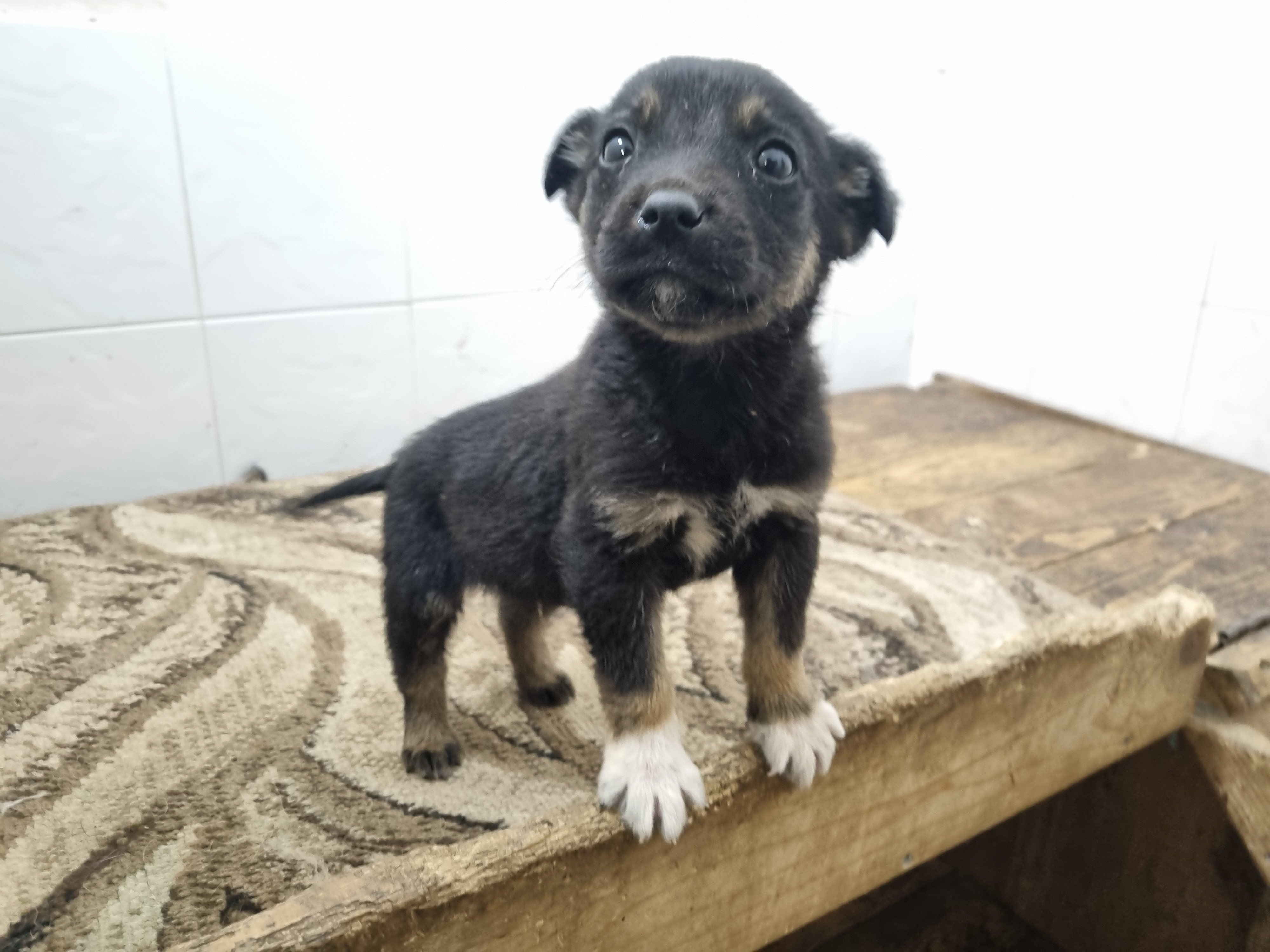 მეტისი. წერტილა