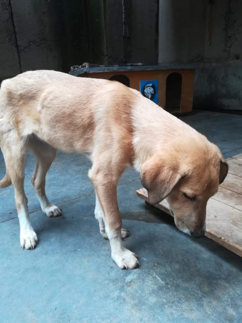 მეტისი ლილოს დასახლება