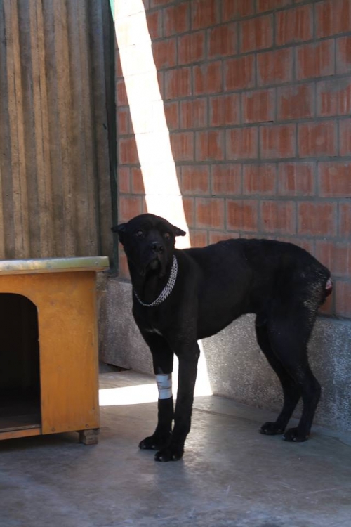 კანე კორსო ბაქსი