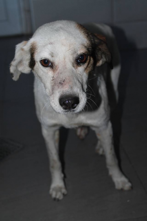 მეტისი უსახელო