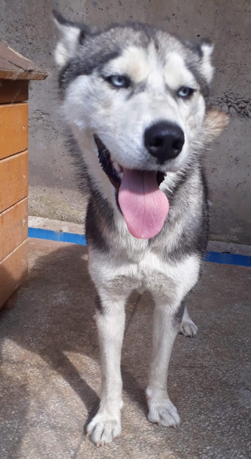 ლაიკა ლუსი