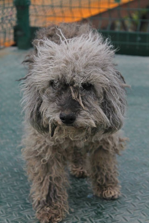 პუდელი ტოტო