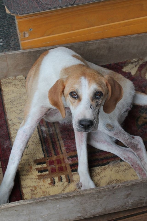 გონჩის მეტისი უსახელო