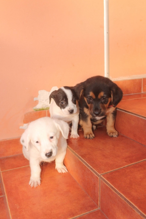 მეტისი უსახელო