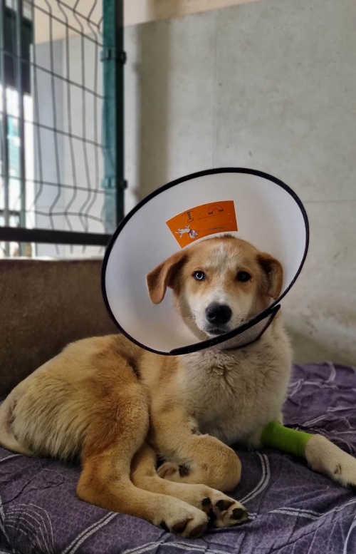 მეტისი დიღომი ოლიმპიური აუზი