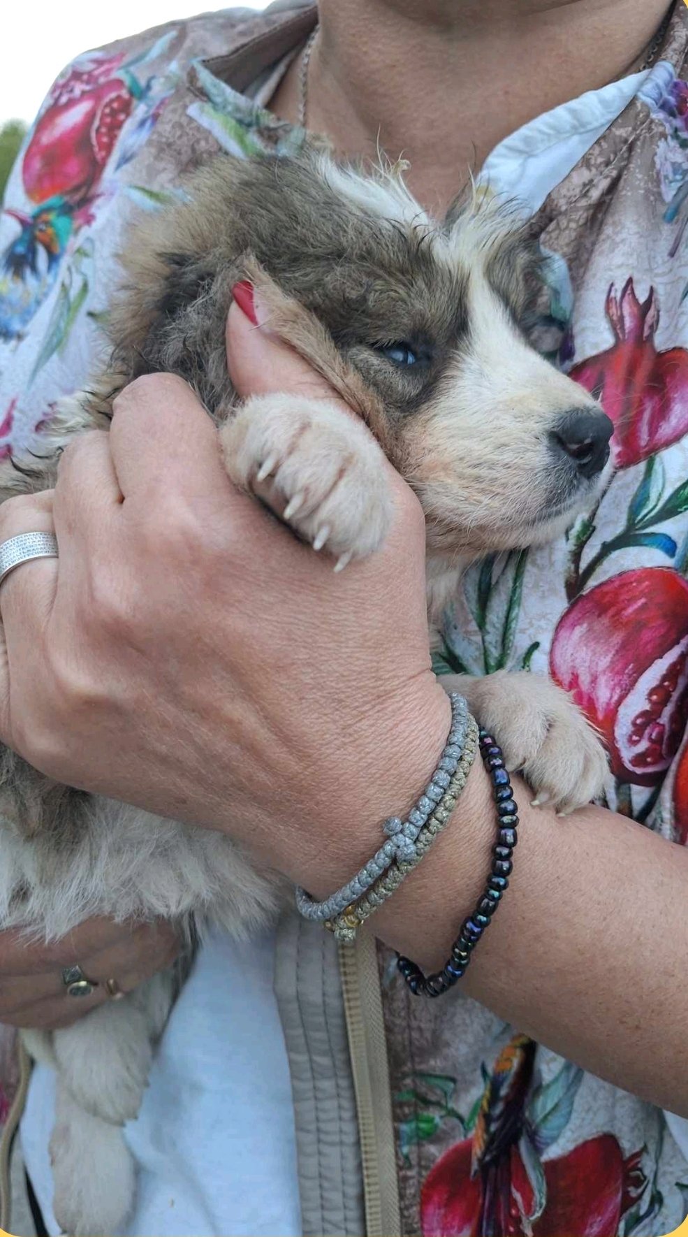 მეტისი. სოფ. ჯორჯიაშვილი