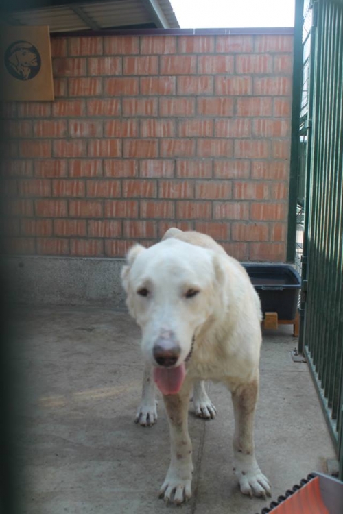 ქართული ნაგაზი ბოინა