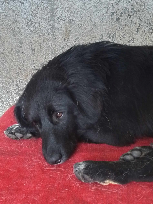 მეტისი გაგარინი