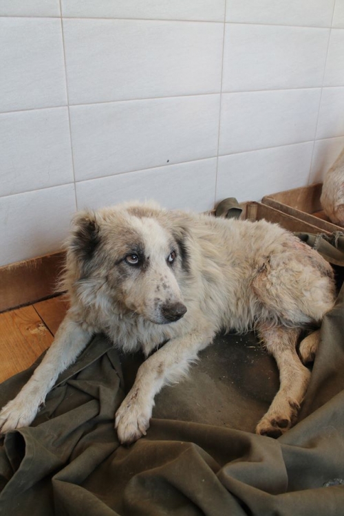 ქართული ქოფაკი ლომა