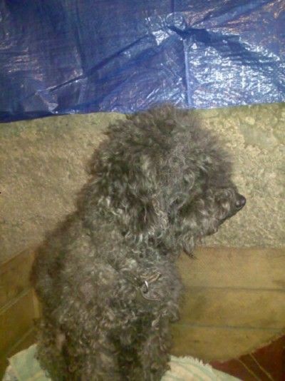 * გაჩუქებულები ჩიკო