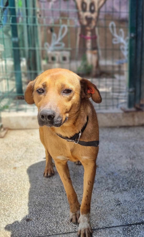 მეტისი მარნეული ბელა ჩიქოვანი