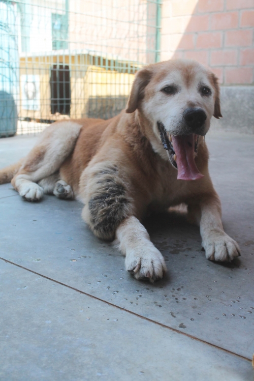 მეტისი მაქსი