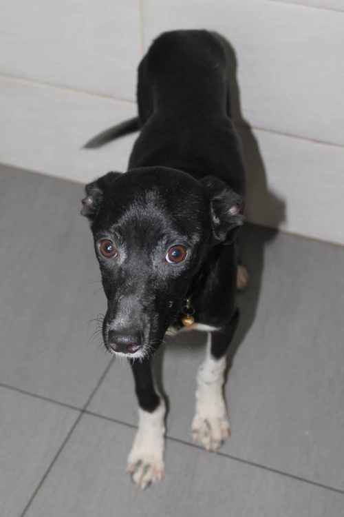 მეტისი უსახელო