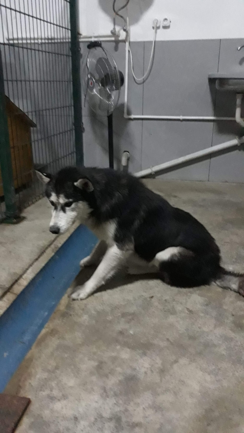 ლაიკა ჩარლი