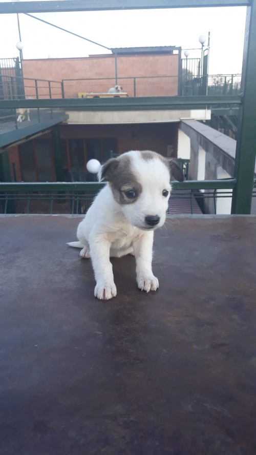 მეტისი უსახელო