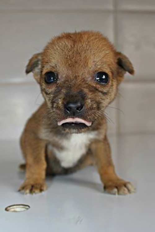 მეტისი უსახელო