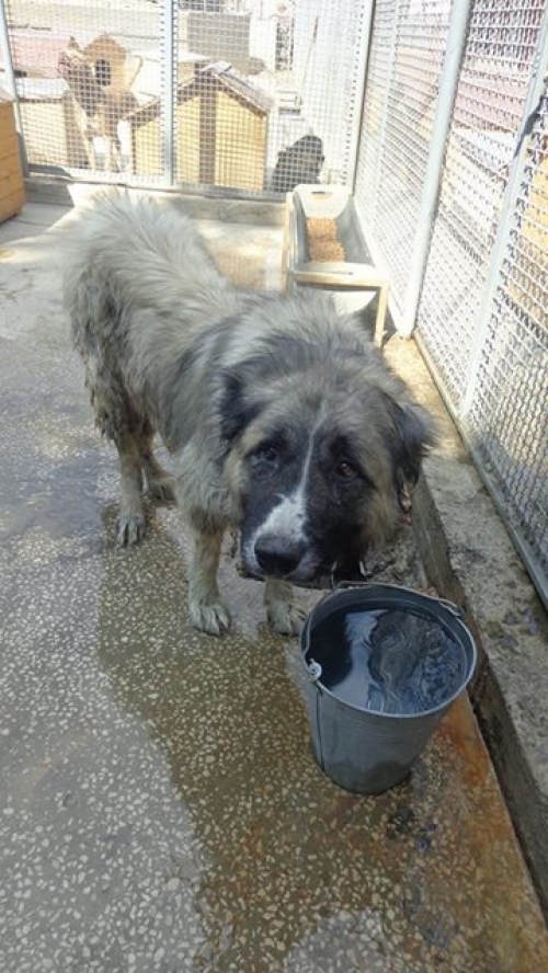 ქართული ნაგაზი უსახელო