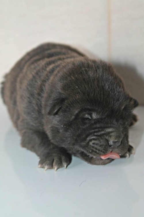 შარპეი უსახელო