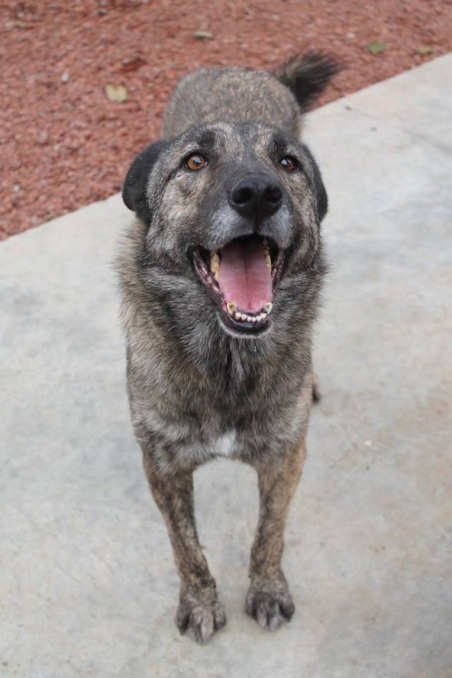 მეტისი უსახელო