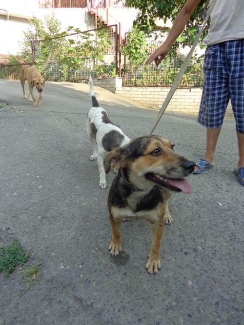 მეტისი ჩაპა