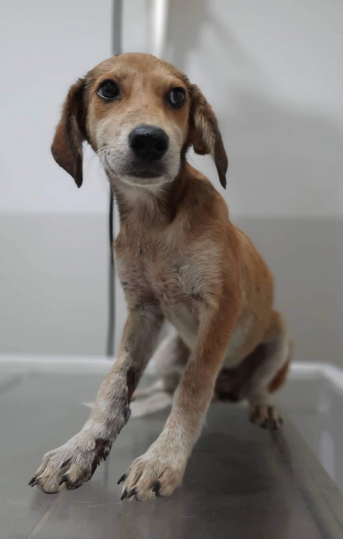 მეტისი ფონიჭალა