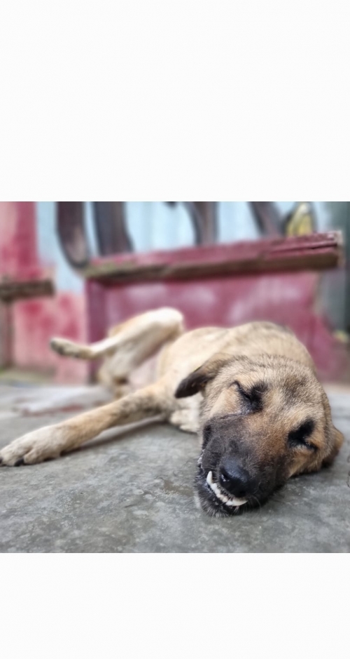 მეტისი სამგორის ბაზარი