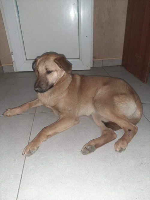 მეტისი უსახელო