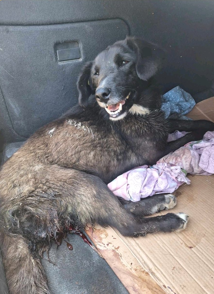 მეტისი. ჟინვალი