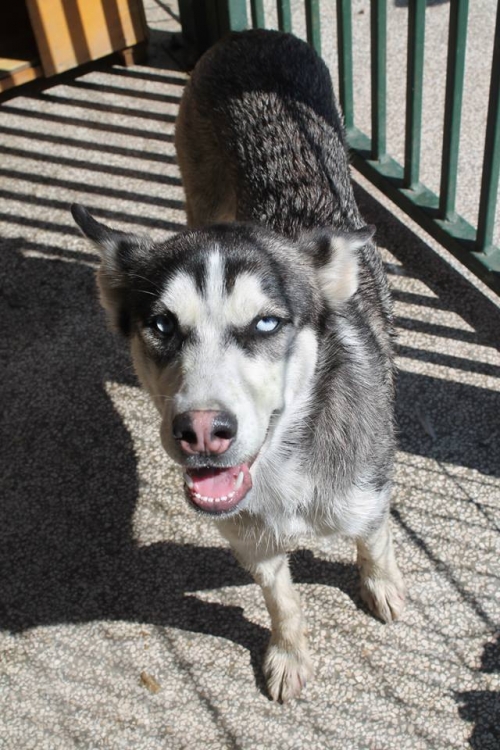 ლაიკა უსახელო