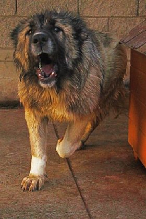 ქართული ქოფაკი უსახელო