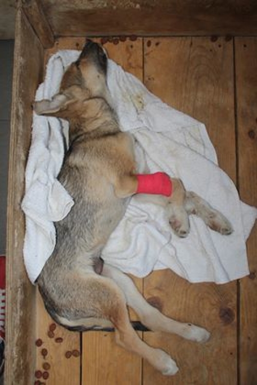 მეტისი უსახელო