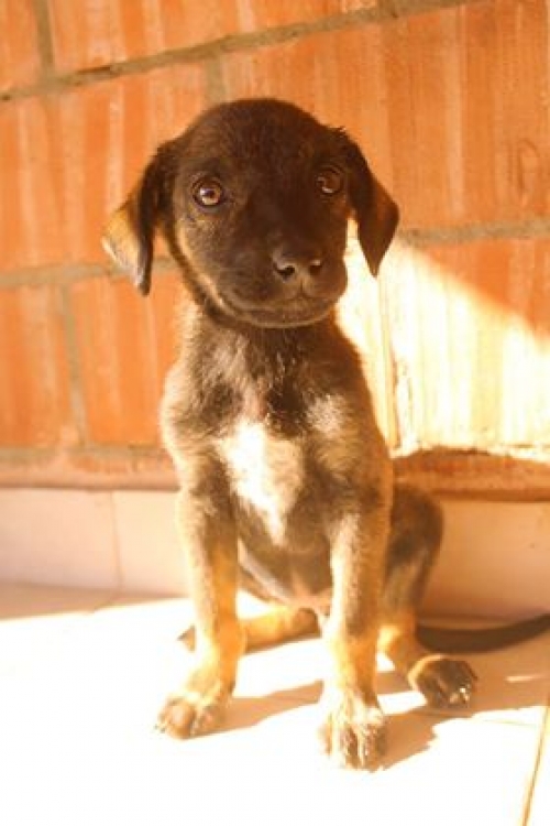 მეტისი უსახელო