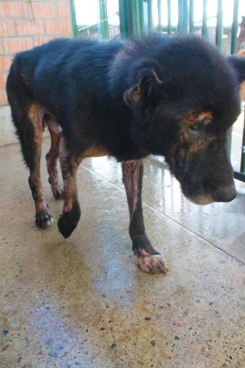 ქართული ქოფაკი უსახელო