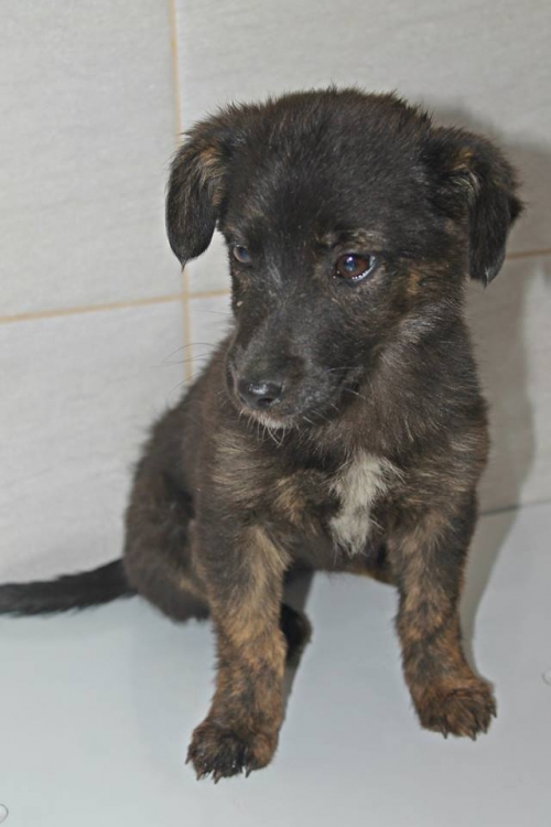 მეტისი ლაკი