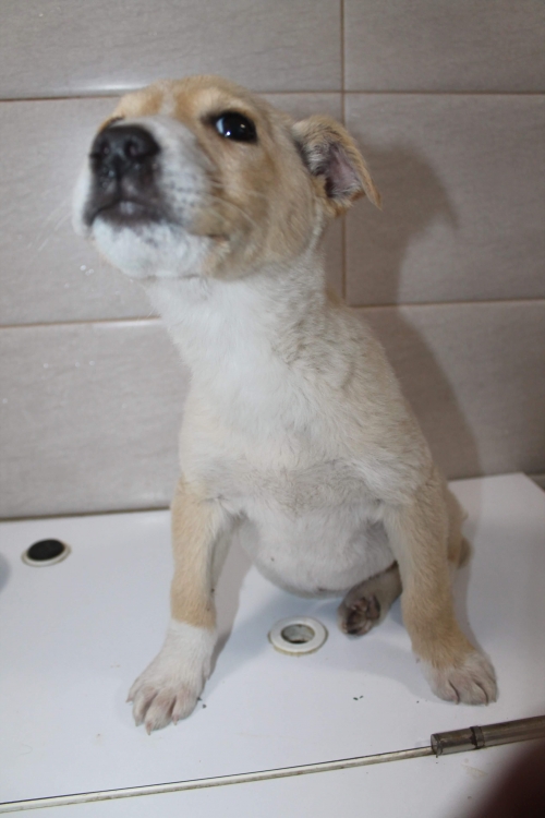 მეტისი უსახელო