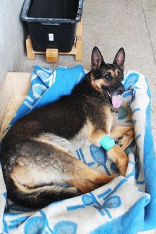 გერმანული ნაგაზი ჯოი