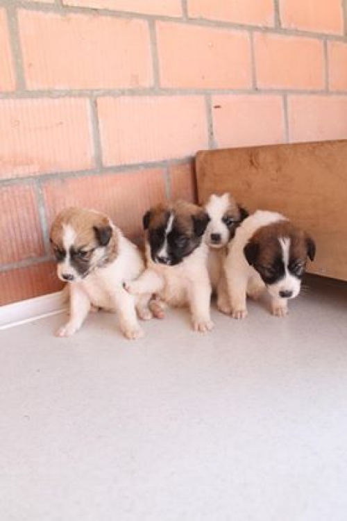 მეტისი უსახელო