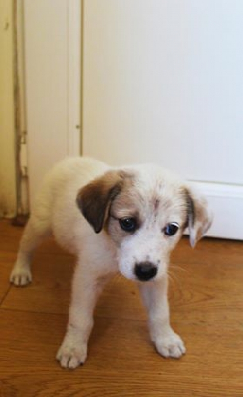 მეტისი უსახელო