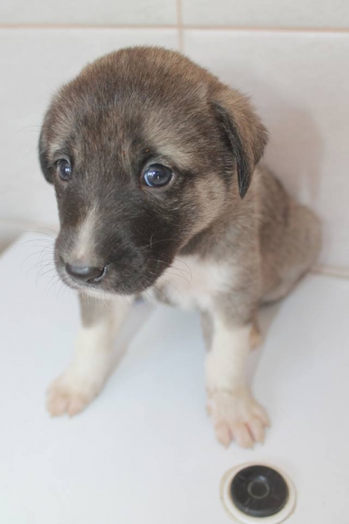 მეტისი უსახელო