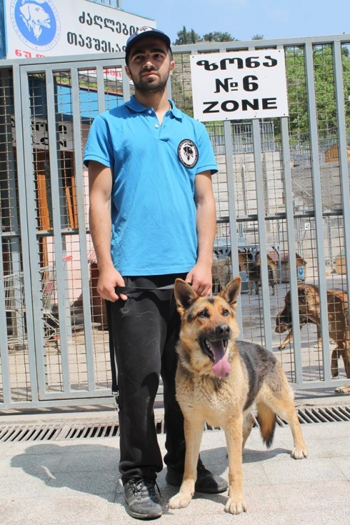 გერმანული ნაგაზი მუსა