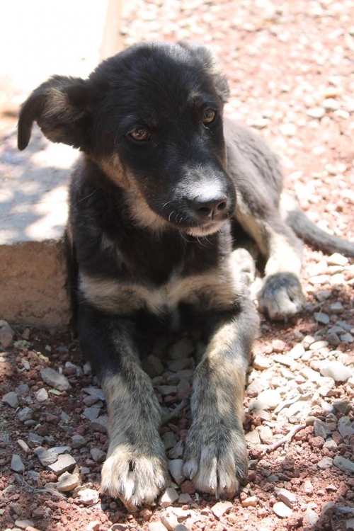 მეტისი უსახელო