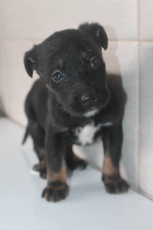 მეტისი უსახელო