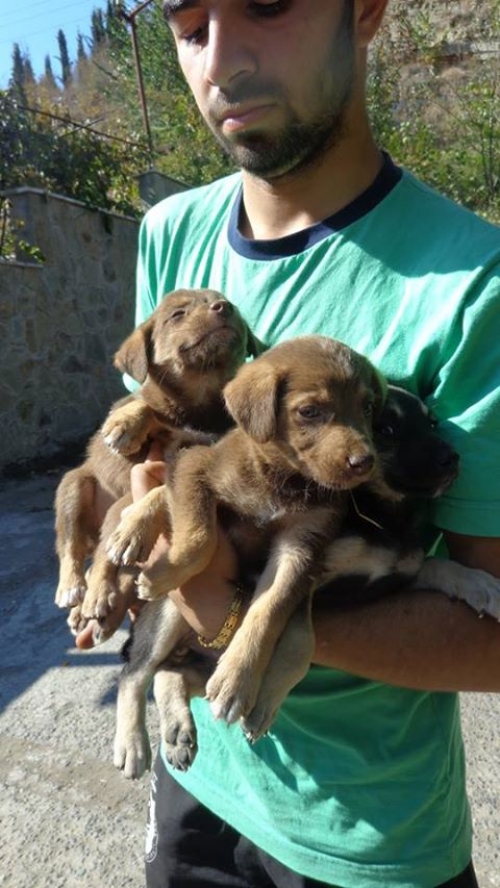 მეტისის ლეკვები უსახელოები