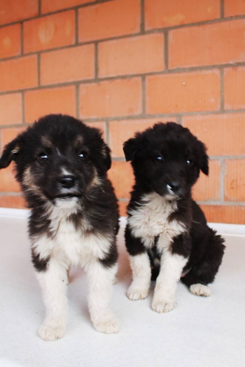 მეტისი უსახელო