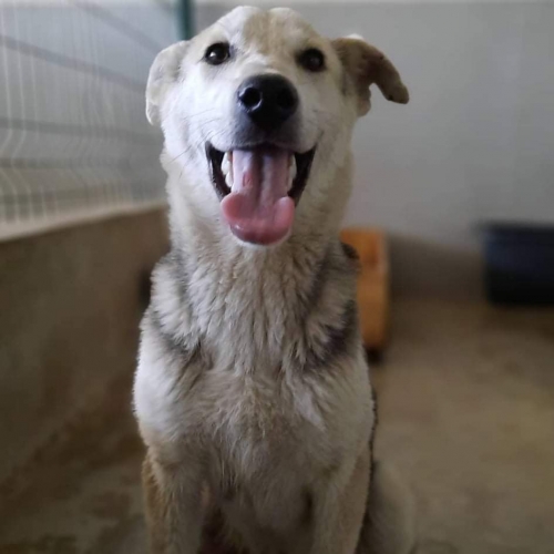 მეტისი მესტია