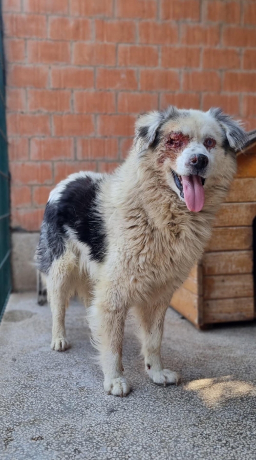 ქართული ქოფაკი თელავი